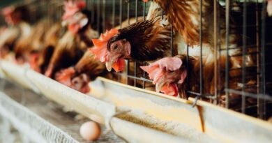 Djurens rätt kräver förbud mot hönor i bur