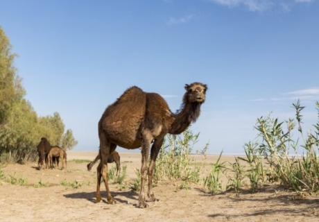Australien skjuter kameler i torkan – men det är djurindustrin som slukar vattnet
