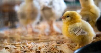 Frankrike förbjuder massdödandet av tuppkycklingar från 2021