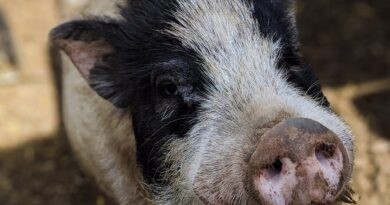 Nederländerna vill få bukt med luftföroreningar – betalar grisbönder för att lägga ned