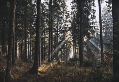 Brittisk välgörenhetsorganisation gör om betesmark till skog