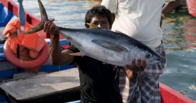 Delfinbeståndet i Indiska Oceanen kan  ha minskat med 90 procent – tonfiskindustrin ligger bakom