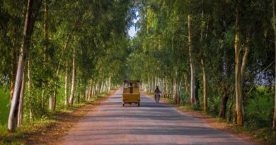 Pakistans gröna återhämtning –  en “tsunami” av träd