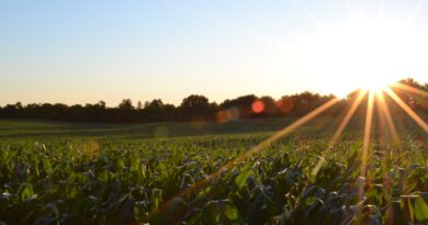 EU presenterar “Green New Deal” för jordbruket – från gård till gaffel