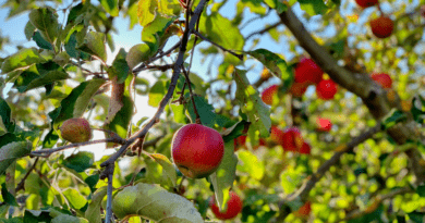 Debatt: Är det brist på svenska äpplen?