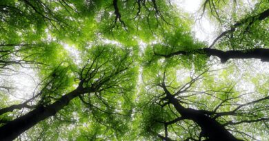 Forskare: Skogar kan vara avgörande i kampen mot fattigdom