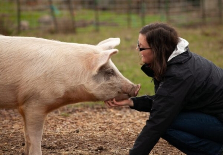 Krönika: En kärleksförklaring till grisen