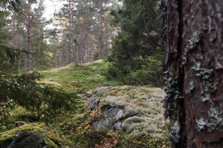 Debatt: Svensk skogsindustri missbrukar skogen
