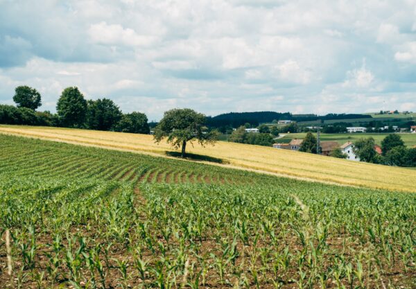 Risk att agroekologin utarmas – “industriella matsystemet måste förändras”