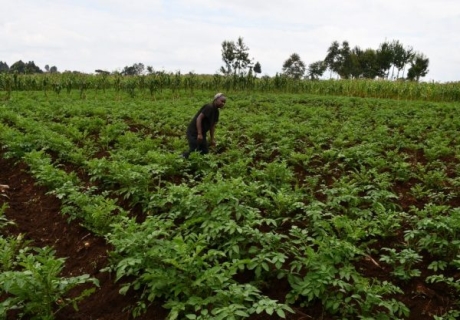 Digital rådgivning ett lyft för kenyanska bönder