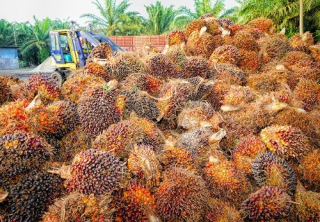 EU föreslår importförbud av kött och palmolja som orsakat avskogning