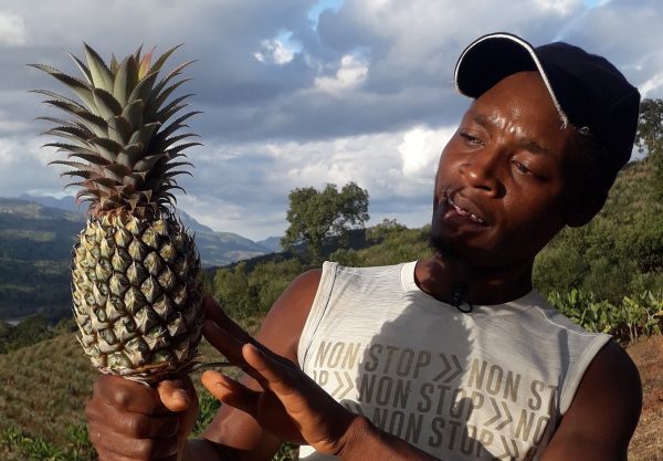 Zimbabwe: Stora förhoppningar när ekologisk ananas går på export