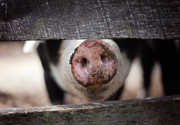 Nederländernas nya väg – satsar 260 miljarder på att köpa ut landets massiva djurindustri