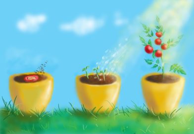 Planteringstips och hälsofördelar med tomater