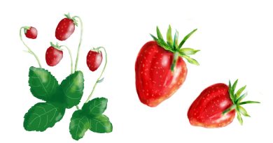 Njutningsbara jordgubbar och smultron fullproppade med nyttigheter
