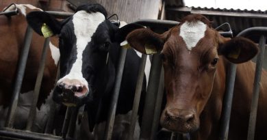 Ny rapport: Köttindustrins kostnader är åtta gånger större än nyttan