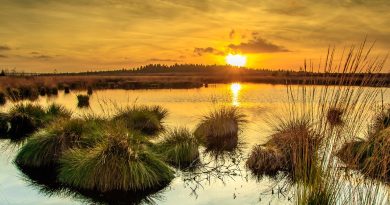 Så kan återskapade våtmarker rädda Östersjöns botten