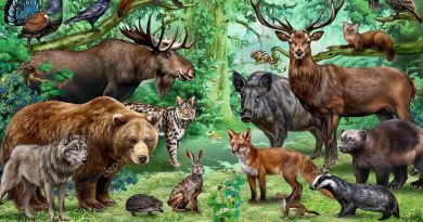 Skogens djur