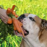 Hund och vegansk mat
