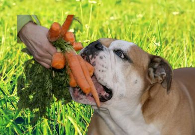 Hund och vegansk mat